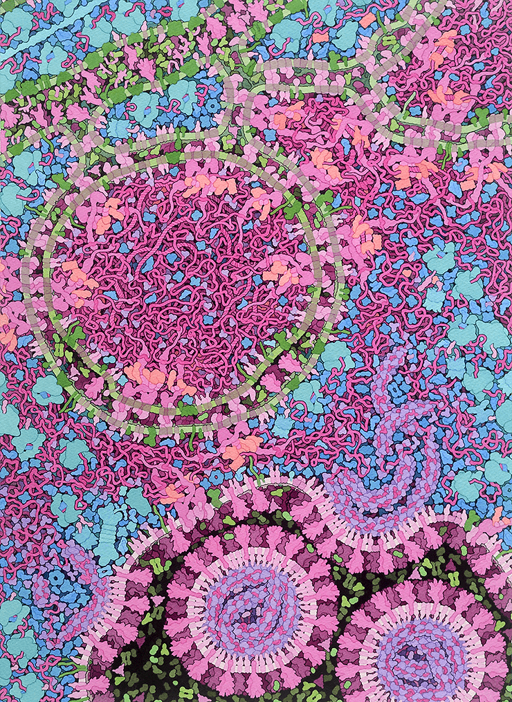 David Goodsell, Coronavirus Life Cycle (2020). Courtesy: Goodsell Gallery