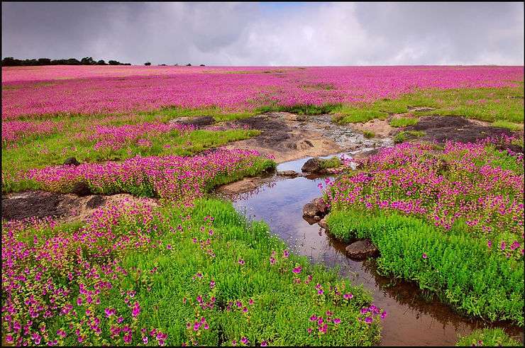 Valley of Flowers, Kaas Plateau, Image credits: Townscript